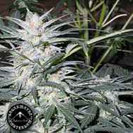 Sagarmatha Seeds Star Ryder